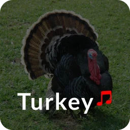 Turkey Ringtones